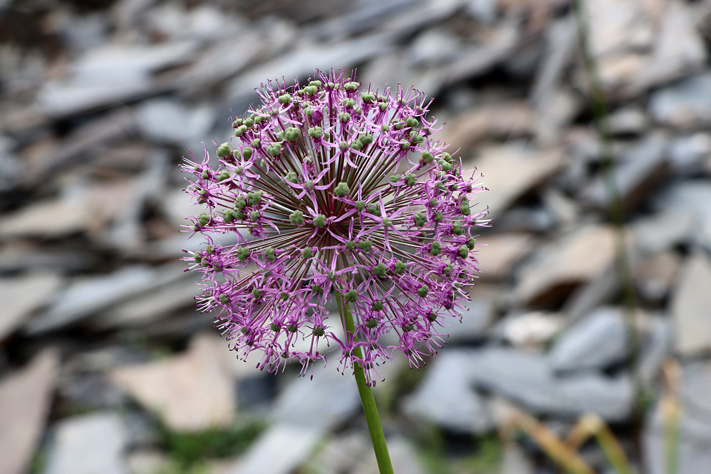 Изображение особи Allium stipitatum.