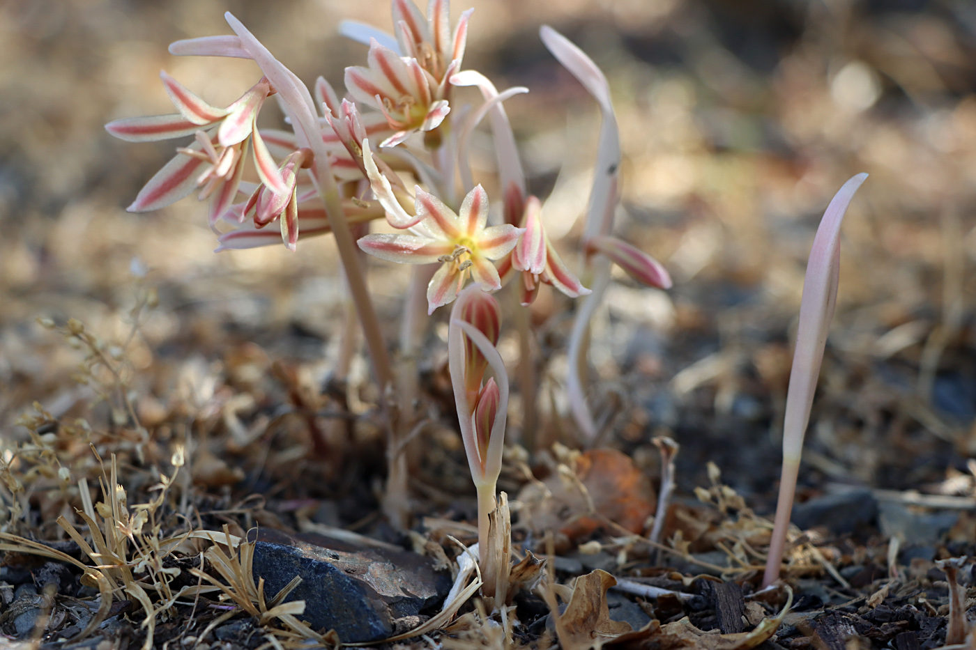 Изображение особи Ungernia oligostroma.