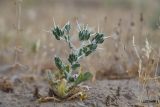 Centaurea belangeriana. Бутонизирующее растение. Узбекистан, Бухарская обл., экоцентр \"Джейран\", закреплённые пески. 3 мая 2022 г.
