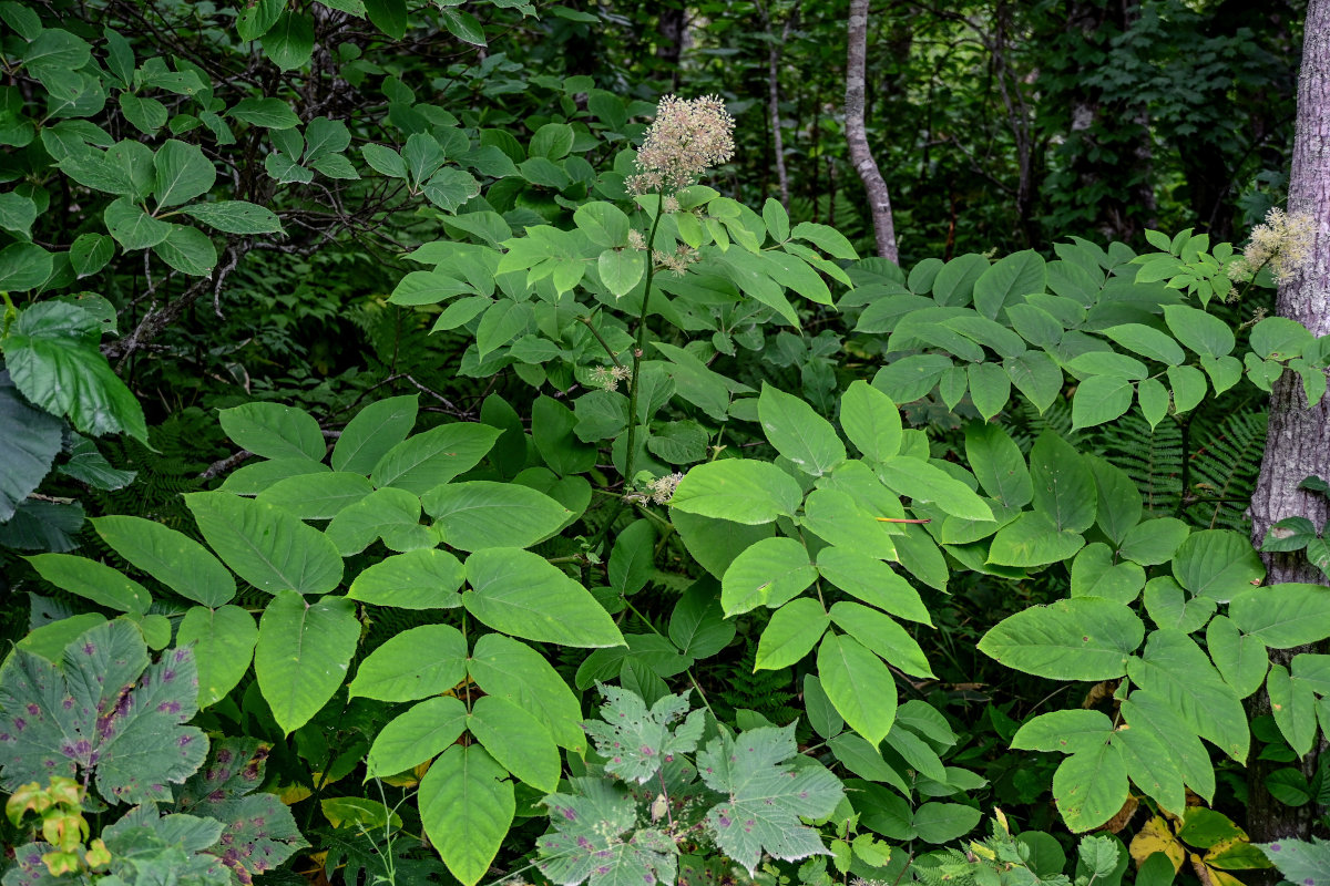 Image of Aralia cordata specimen.