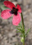 Papaver hybridum. Верхушка цветущего растения. Крым, Бахчисарайский р-н, окр. с. Трудолюбовка, залежь в пойме р. Бодрак. 05.05.2010.