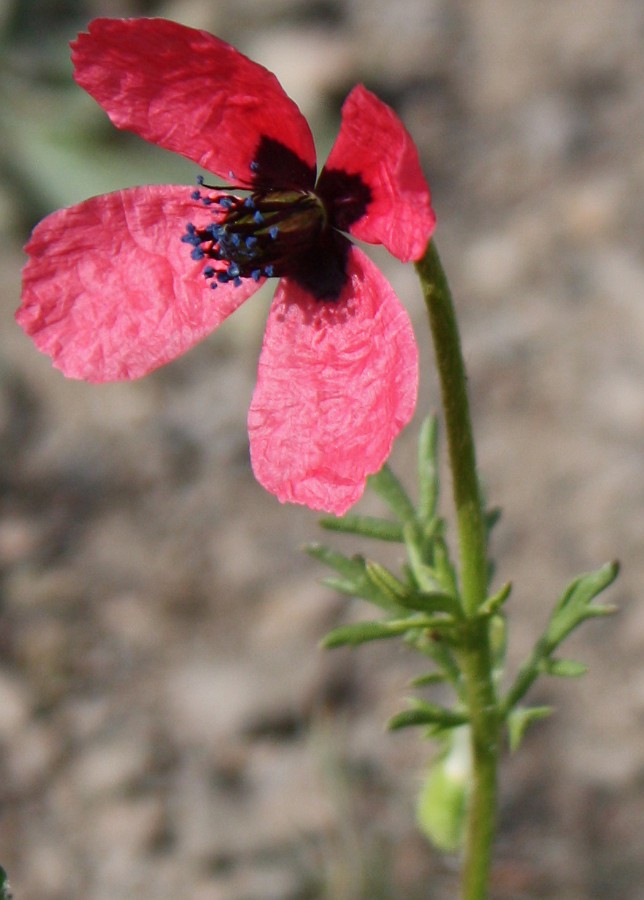 Image of Papaver hybridum specimen.