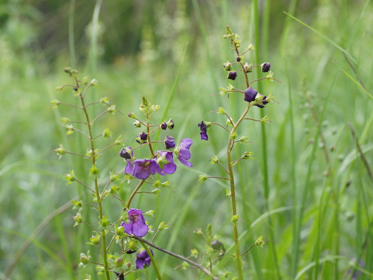 Image of Verbascum phoeniceum specimen.