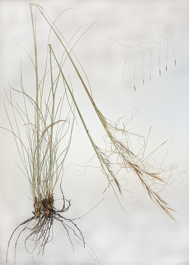 Image of Stipa capillata specimen.