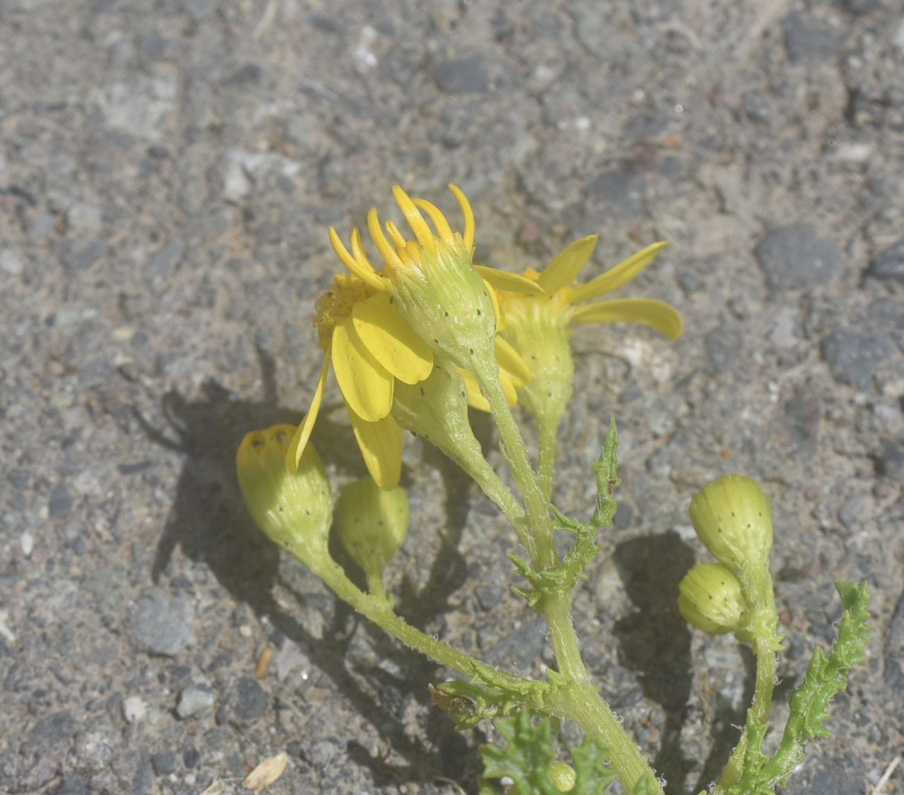 Image of Senecio sosnovskyi specimen.