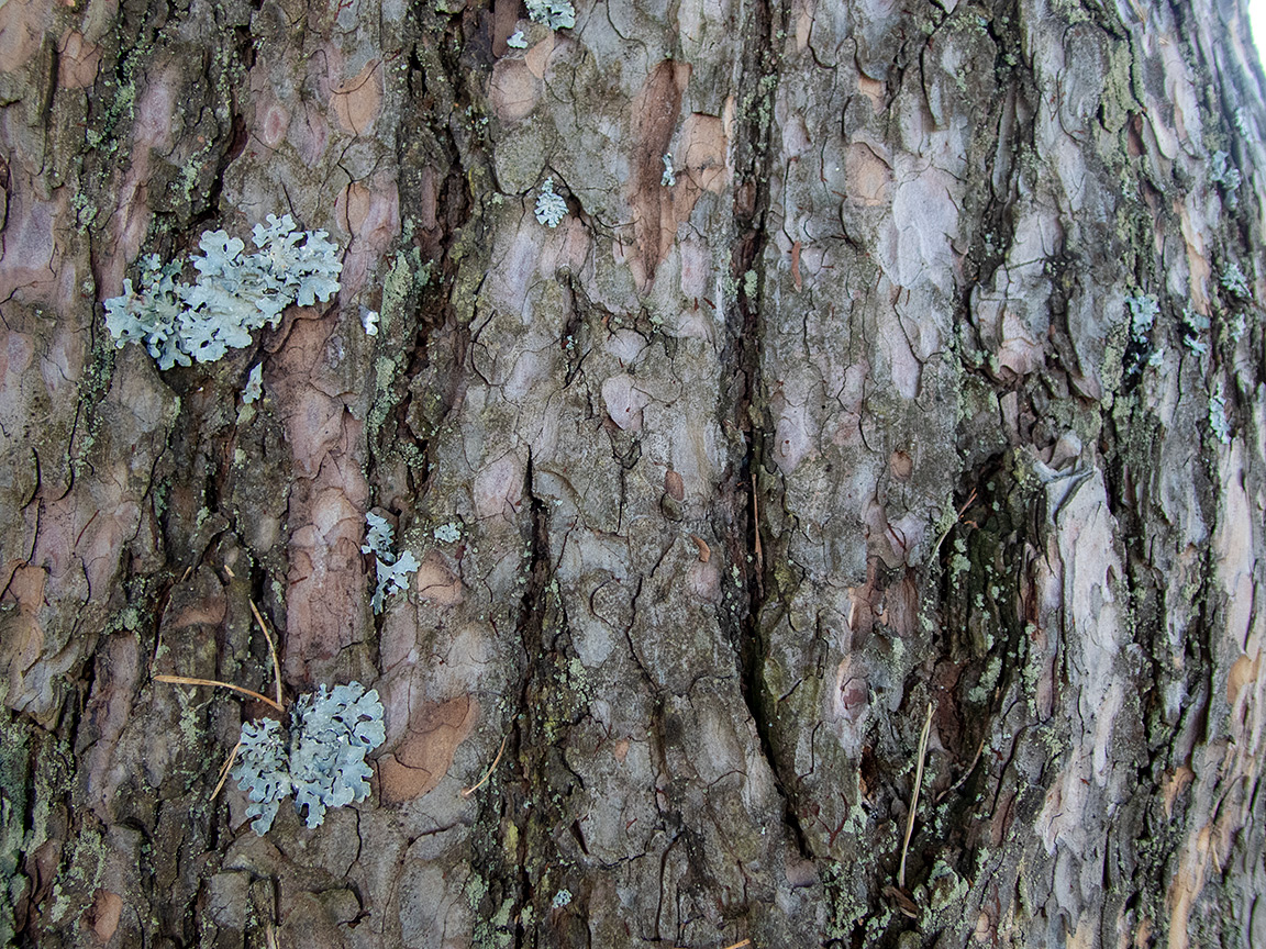 Image of genus Pinus specimen.