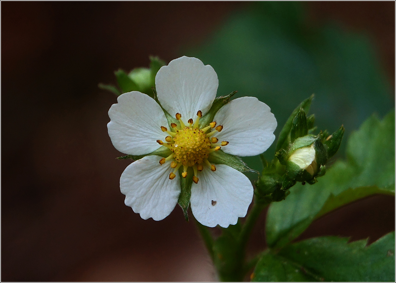 Image of Fragaria vesca specimen.