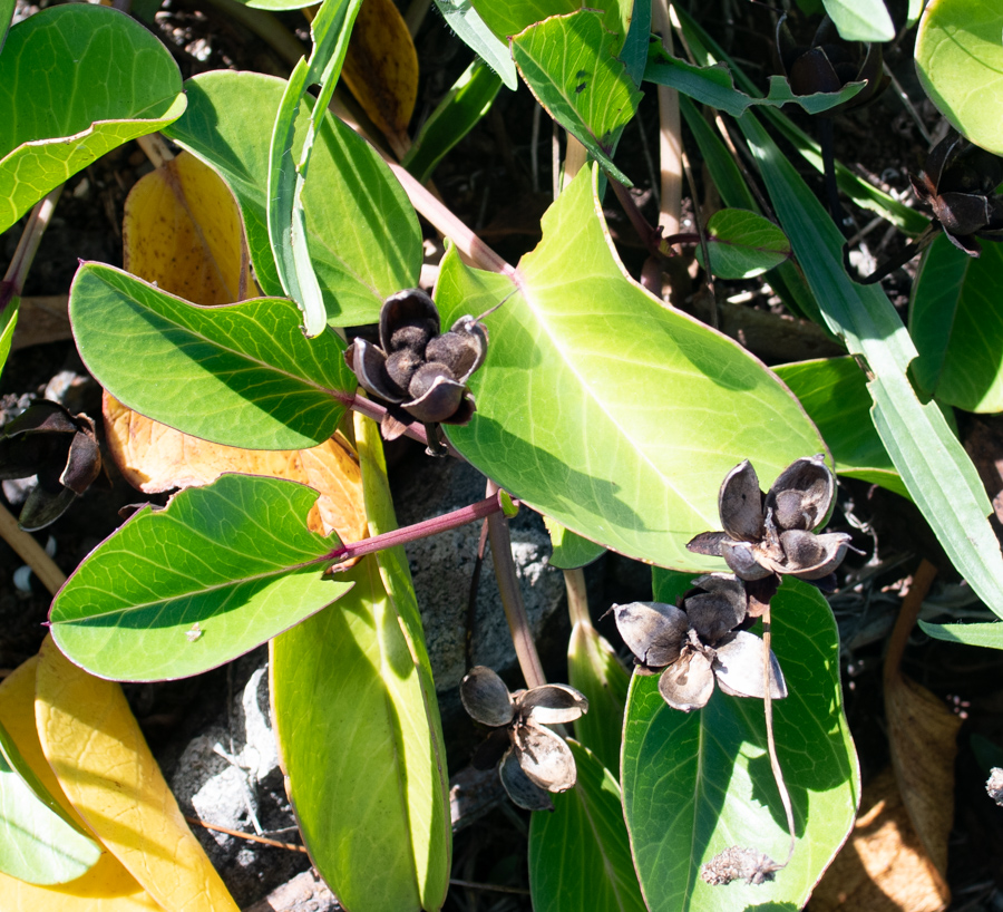 Image of Ipomoea pes-caprae specimen.