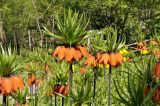 Fritillaria imperialis. Верхушки цветущих растений. Москва, ботанический сад МГУ \"Аптекарский огород\". 08.05.2023.