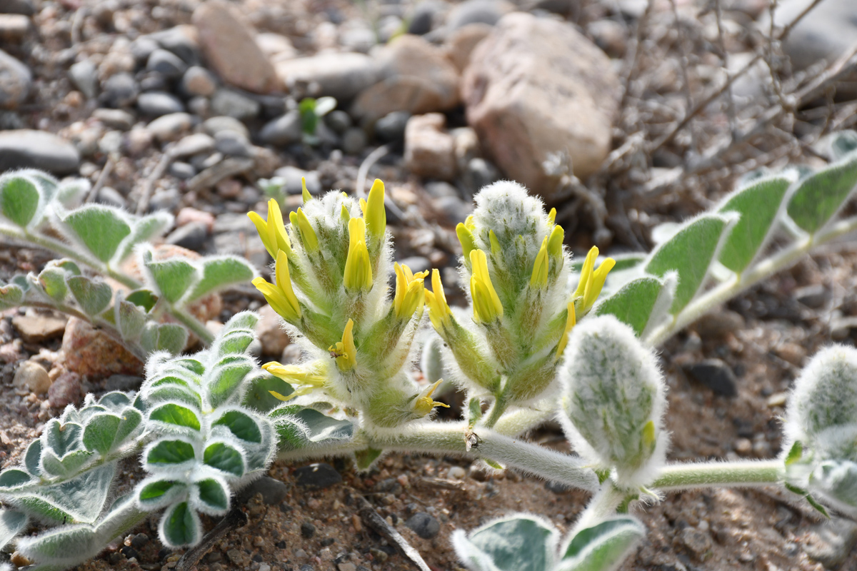 Image of Astragalus kahiricus specimen.