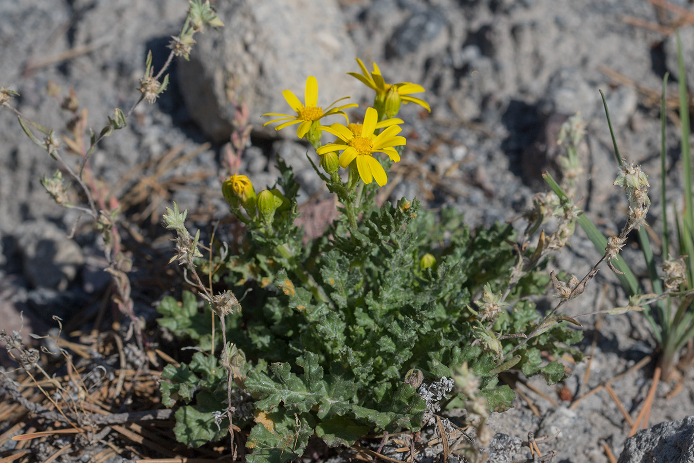 Image of Senecio sosnovskyi specimen.