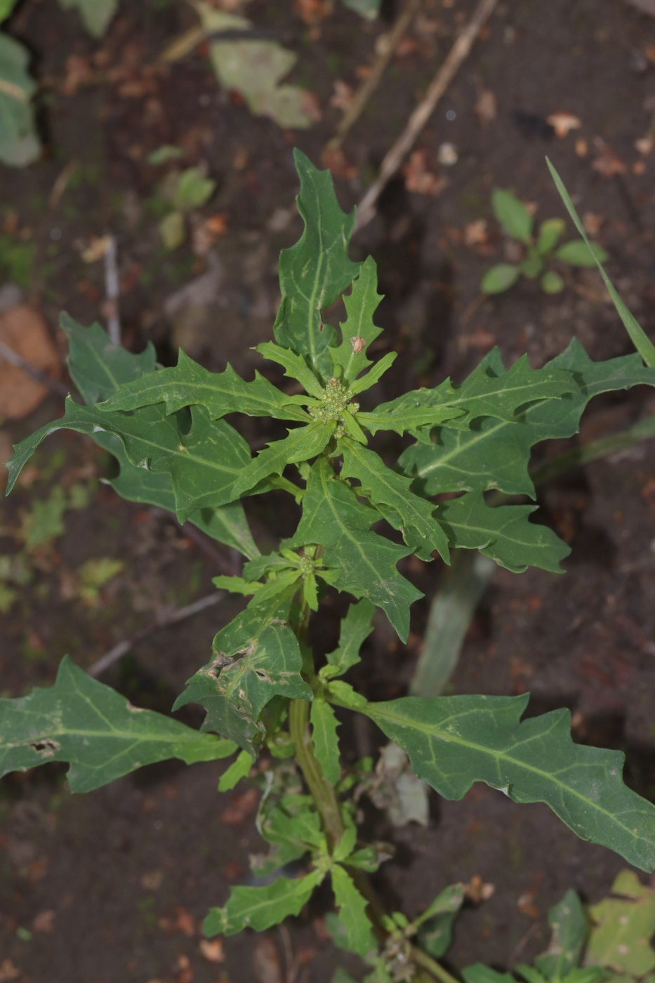 Изображение особи Oxybasis glauca.