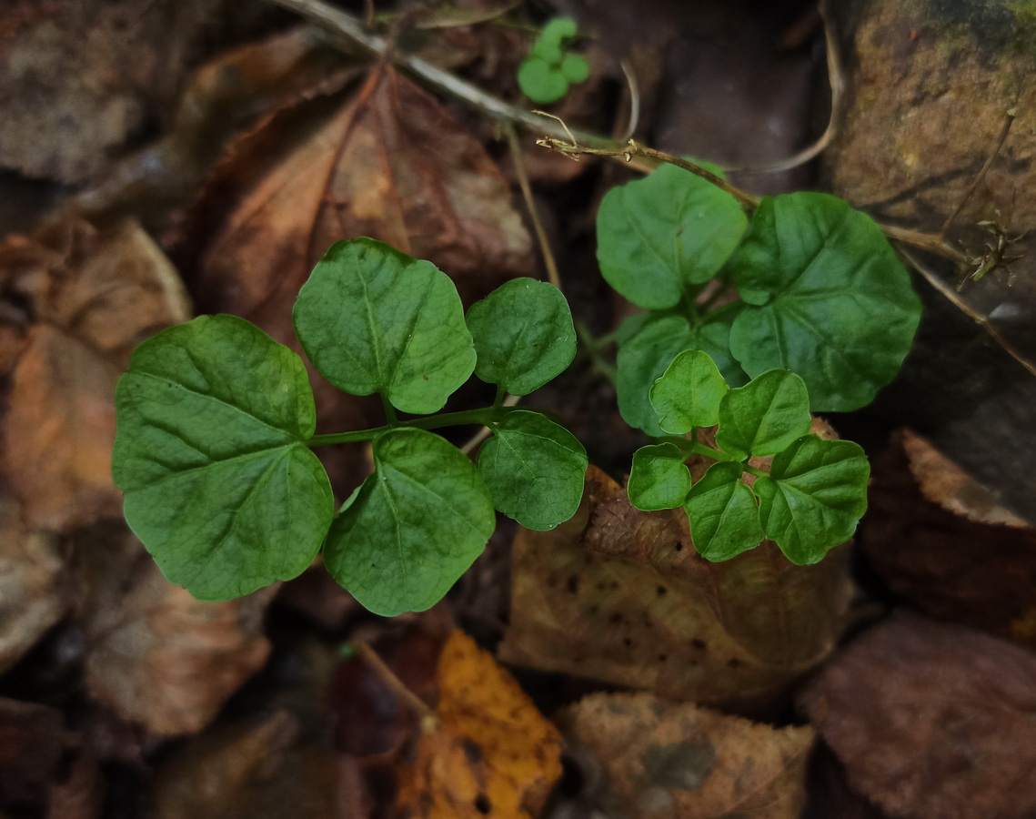 Изображение особи Cardamine amara.