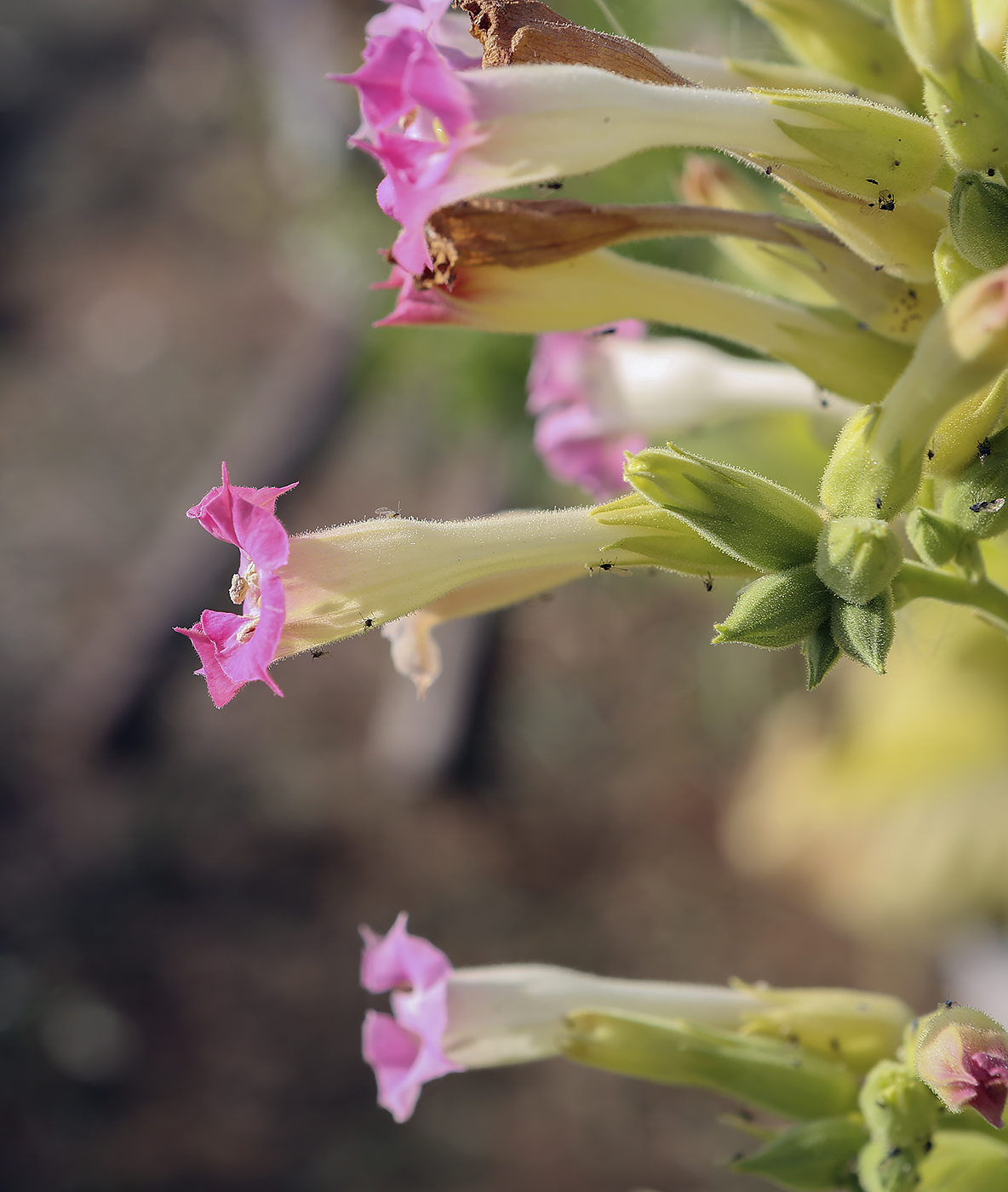 Image of Nicotiana tabacum specimen.