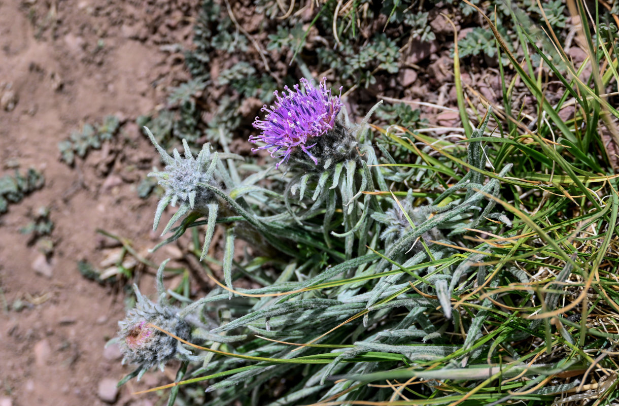 Image of Saussurea leucophylla specimen.