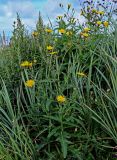 Sonchus arvensis