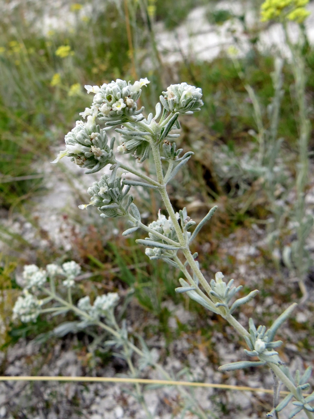 Изображение особи Teucrium capitatum.