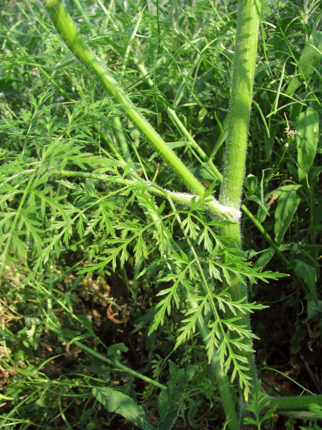 Image of Sphallerocarpus gracilis specimen.