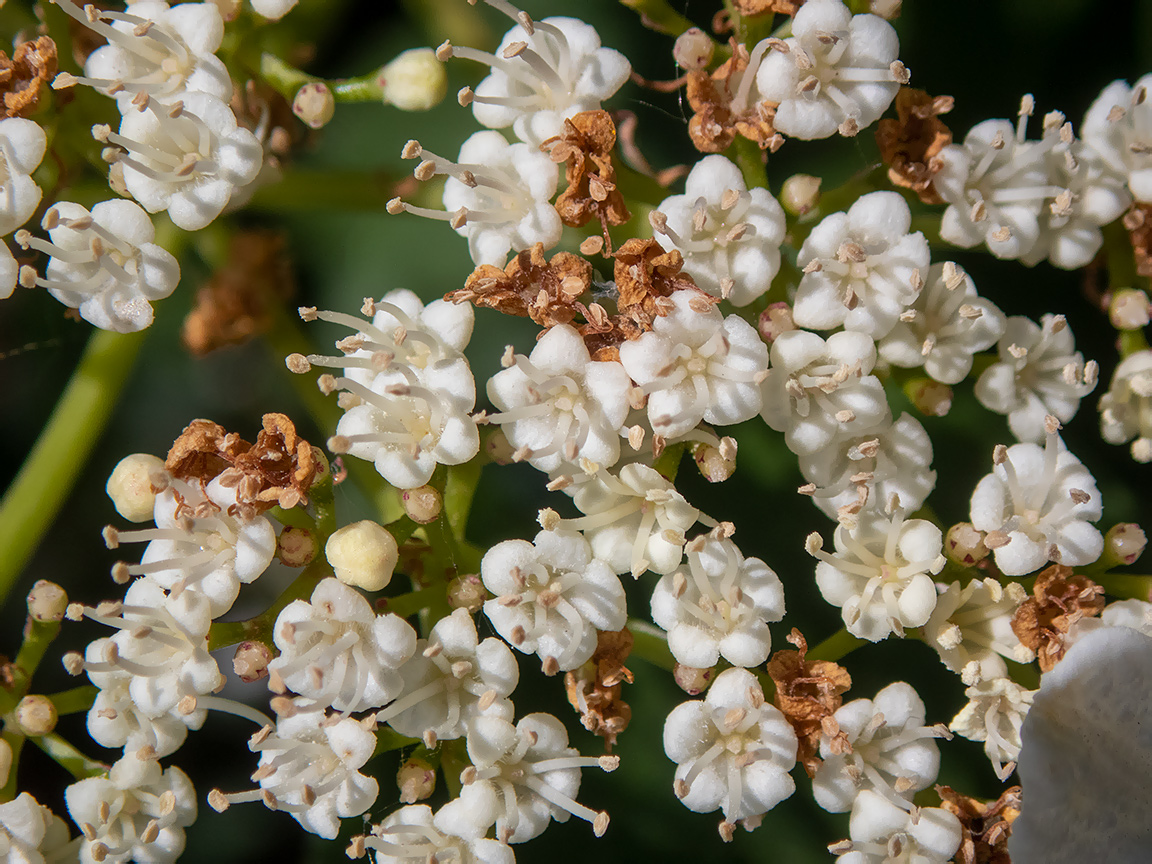 Изображение особи Viburnum opulus.