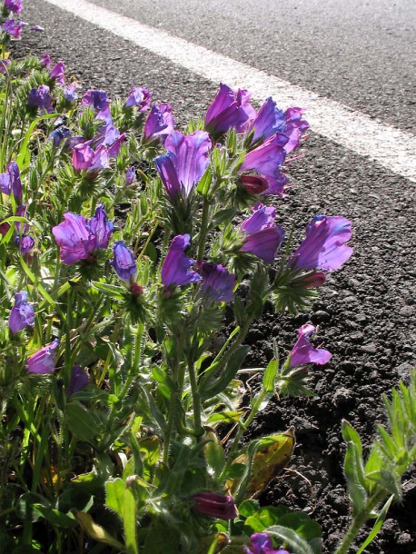 Изображение особи Echium plantagineum.