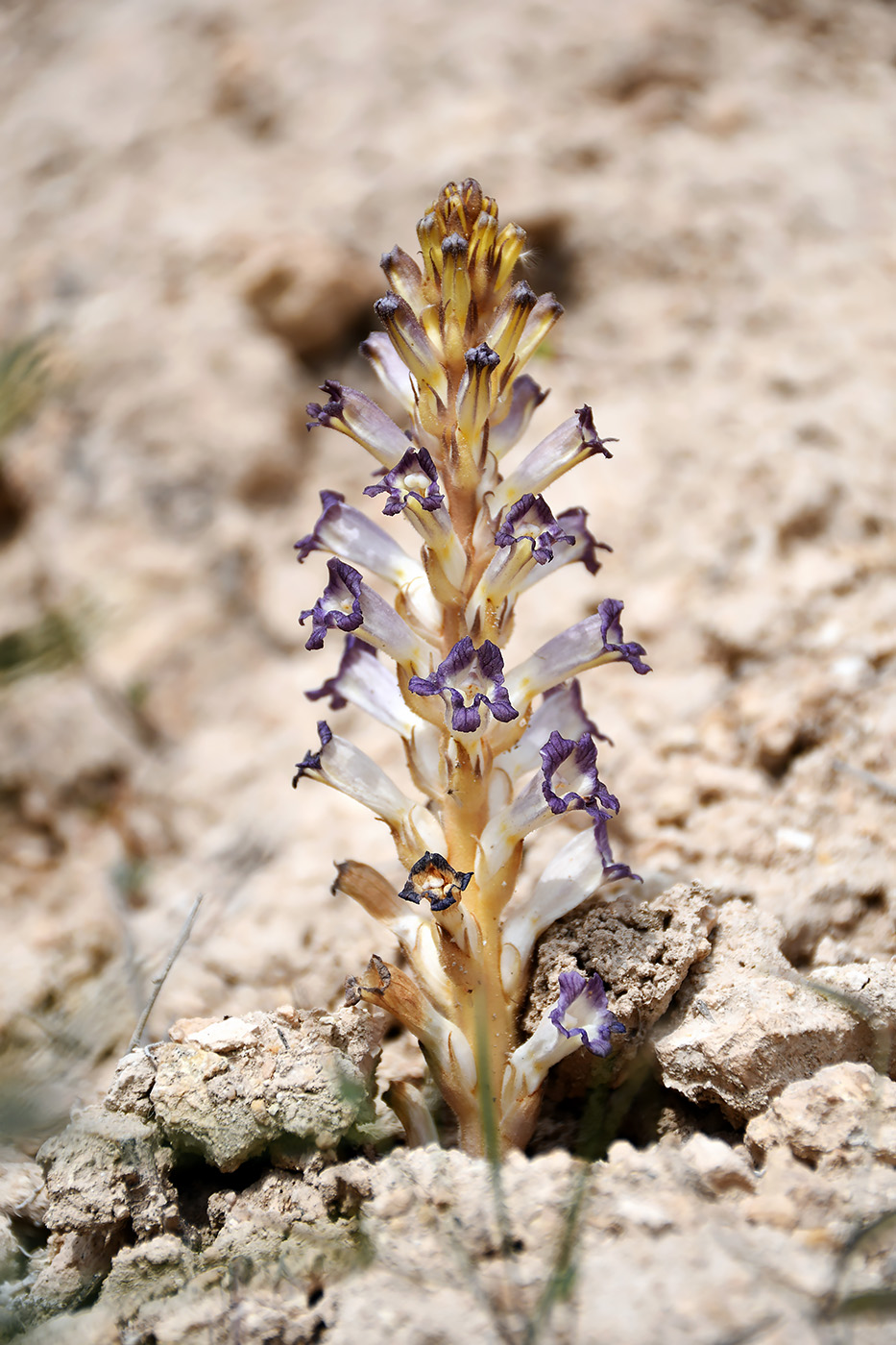 Изображение особи Orobanche amoena.