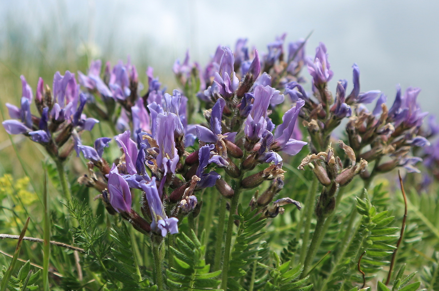 Image of Oxytropis lazica specimen.