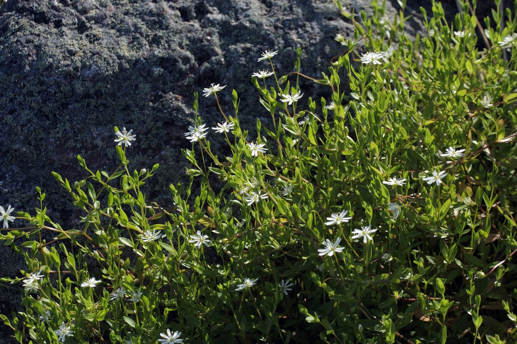 Изображение особи Stellaria crassifolia.