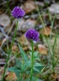 Allium schoenoprasum. Верхушки побегов с соцветиями. Красноярский край, Таймырский Долгано-Ненецкий р-н, плато Путорана, долина р. Иркингда, опушка смешанного леса, каменистый участок склона. 24.07.2023.