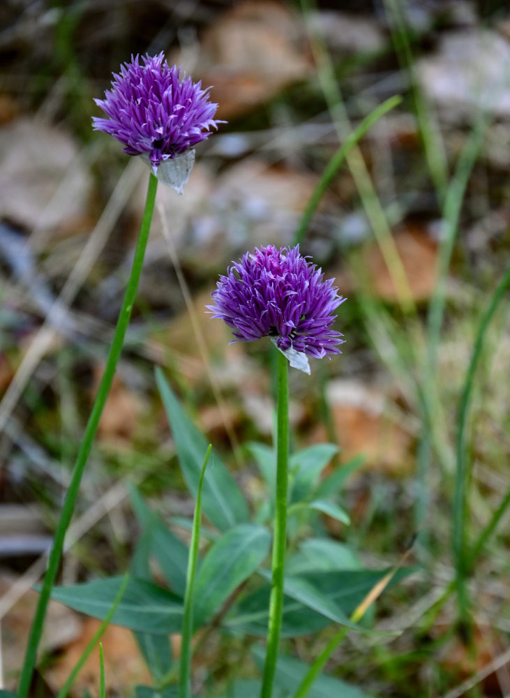 Изображение особи Allium schoenoprasum.