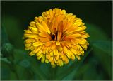 Calendula officinalis