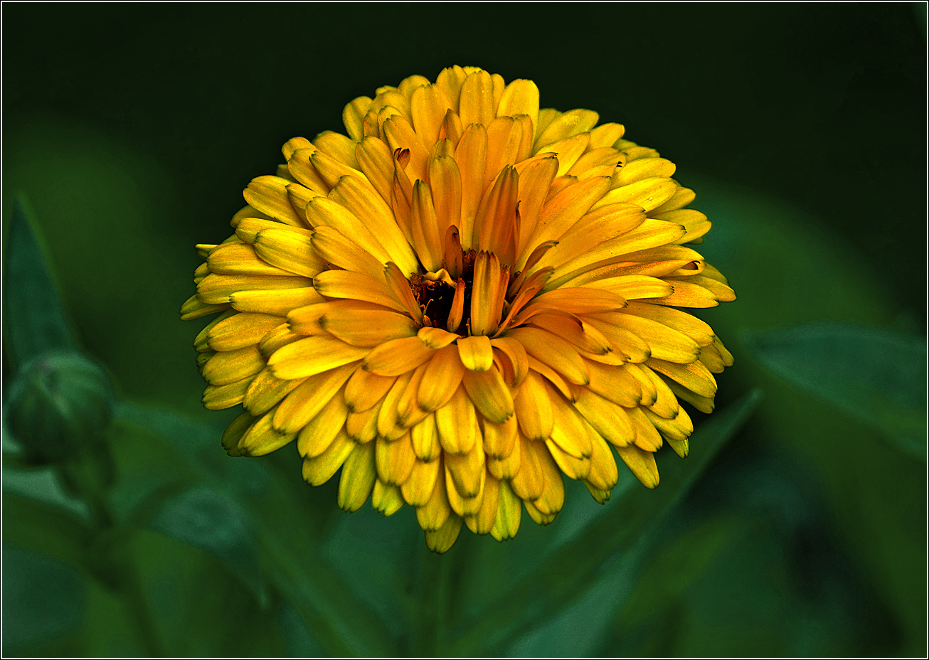 Изображение особи Calendula officinalis.