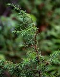 Juniperus communis. Верхушка ветви. Вологодская обл., Сокольский р-н, Оларевская гряда, смешанный лес. 13.07.2024.