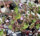 Geranium rotundifolium