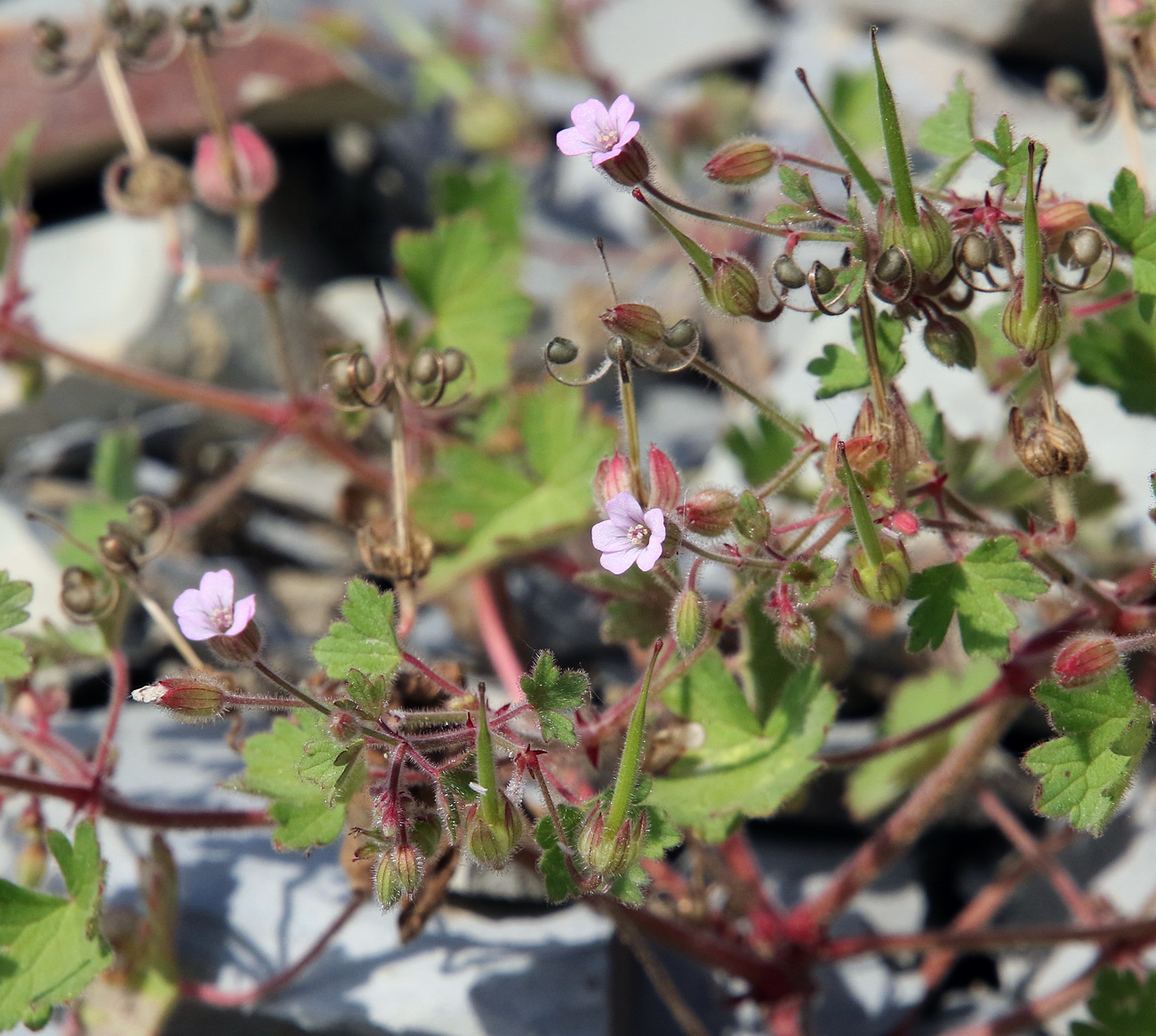 Изображение особи Geranium rotundifolium.