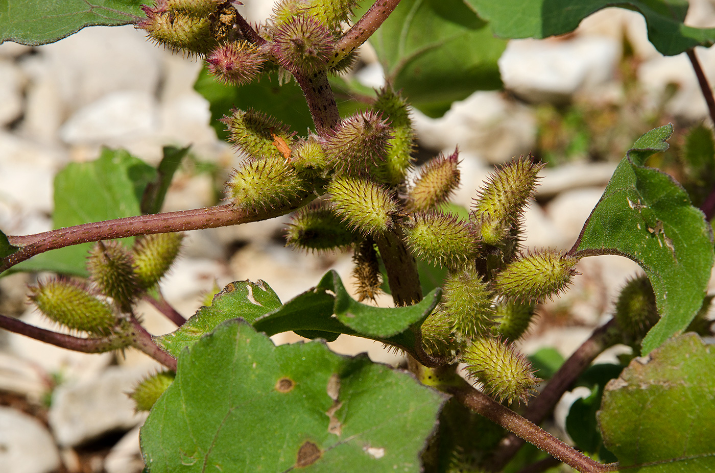 Image of Xanthium orientale specimen.