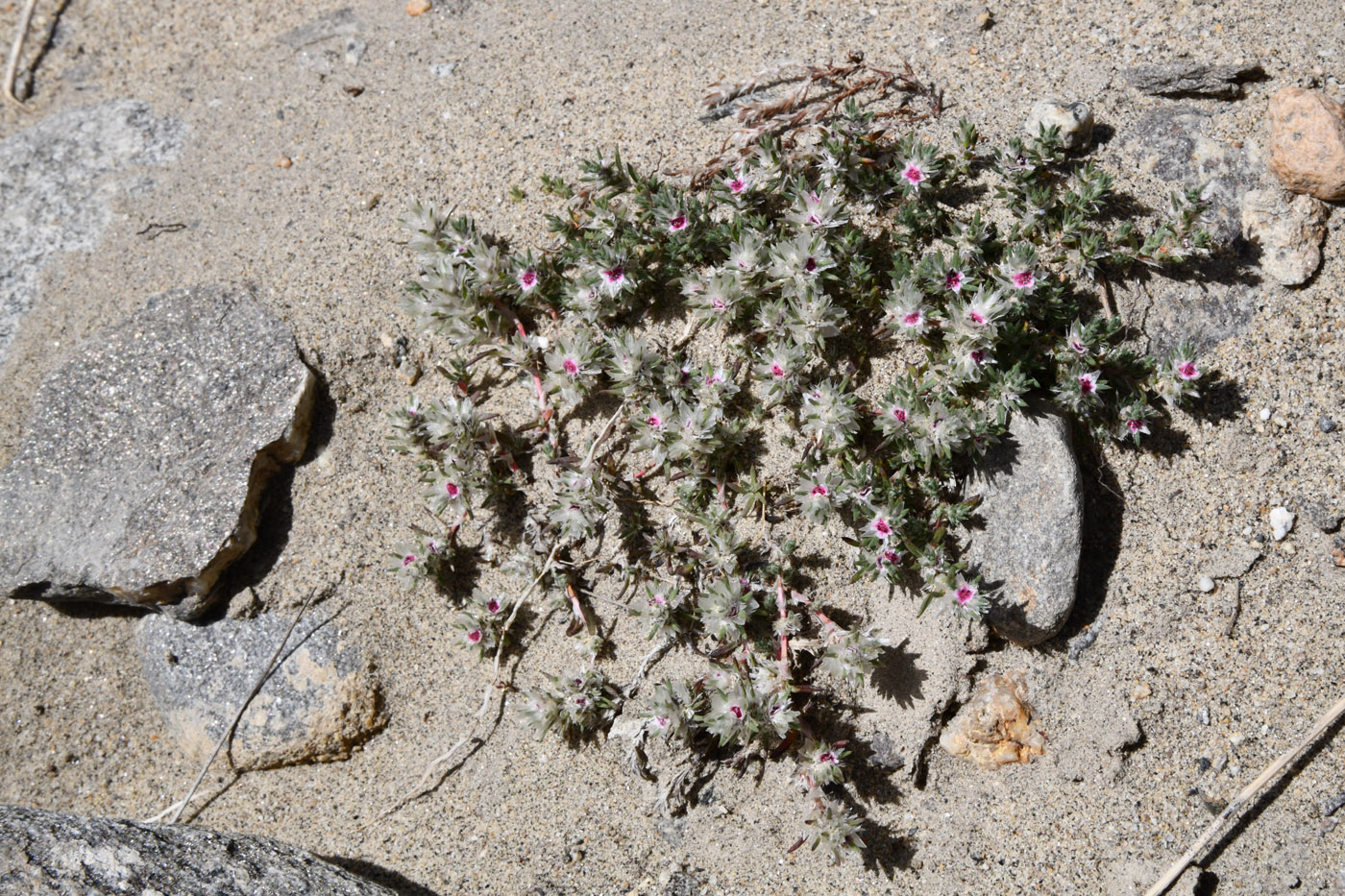 Изображение особи Polygonum molliiforme.