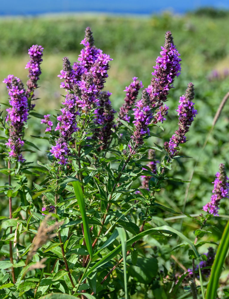 Изображение особи Lythrum salicaria.