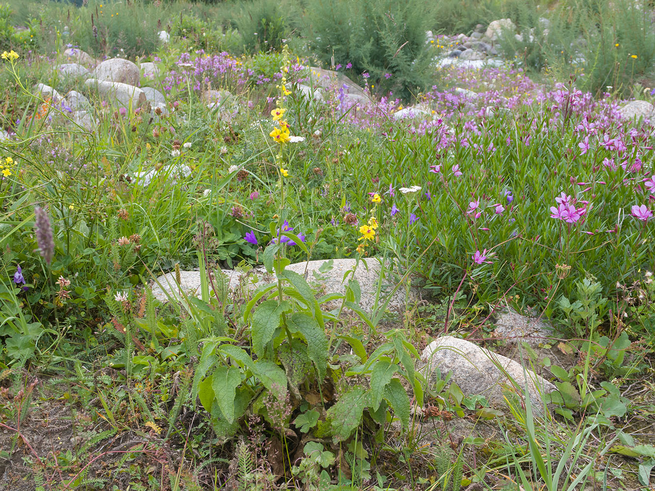 Image of Verbascum wilhelmsianum specimen.