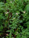 Erigeron strigosus. Верхушка цветущего растения. Китай, провинция Гуанси, рисовые террасы Лунцзи, у дороги. 30.05.2024.