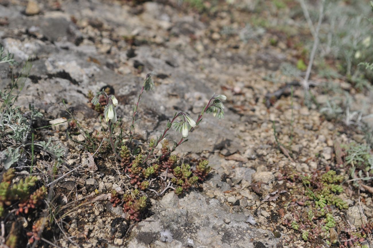 Изображение особи Onosma tenuiflora.