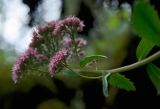 Hylotelephium triphyllum. Пазушный побег с соцветием. Свердловская обл., Красноуфимский округ, Саргаинский сельский совет, окр. пос. Саргая, скальный останец на вершине прибрежного холма, сосновый бор, в моховой подушке. 19 августа 2023 г.