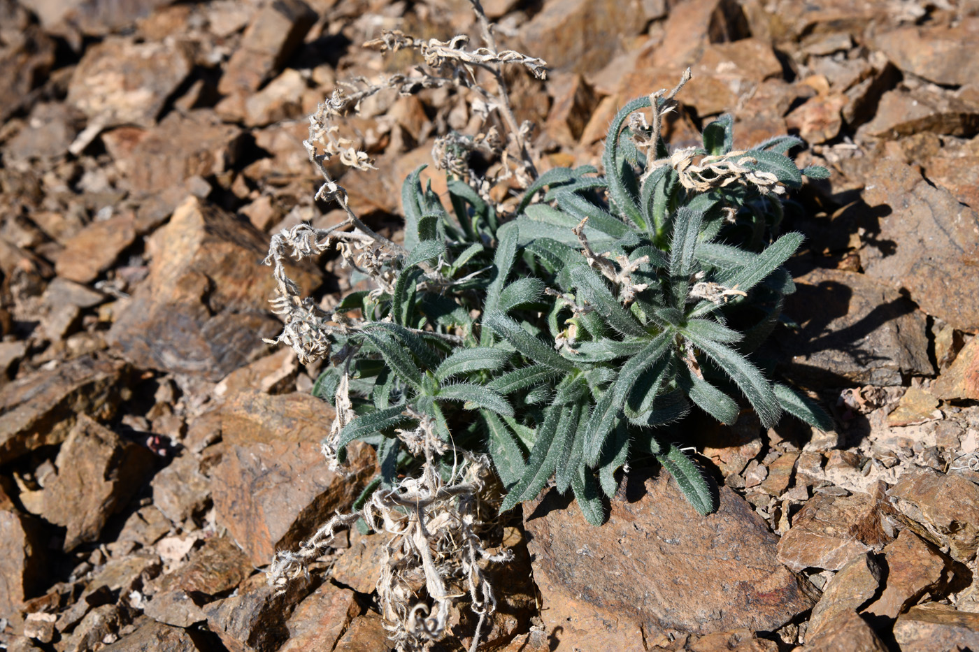 Изображение особи Arnebia guttata.