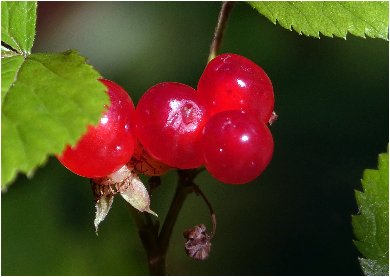 Изображение особи Rubus saxatilis.