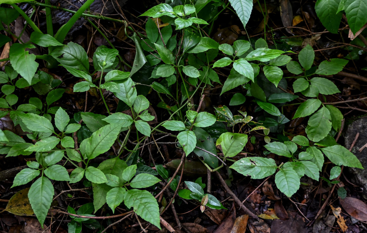 Image of Causonis japonica specimen.