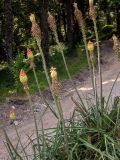 Kniphofia uvaria. Цветущие и плодоносящие растения. Крым, Южный Берег, городской округ Ялта, Массандровский парк. 29.05.2024.