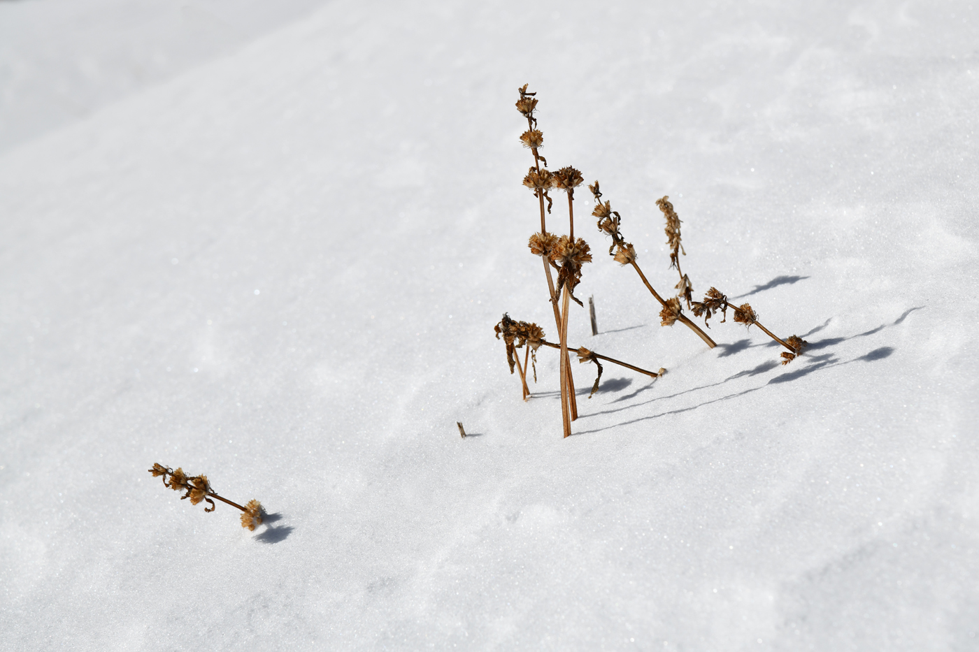 Image of Phlomoides oreophila specimen.