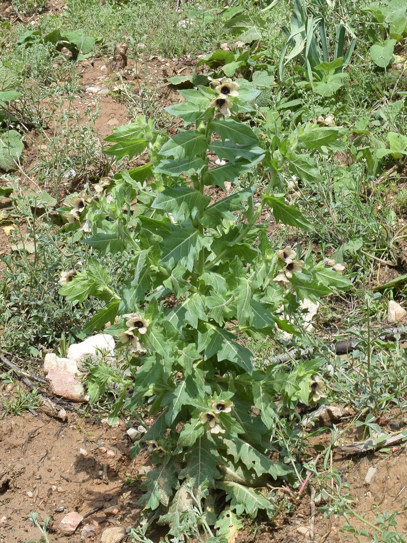 Image of Hyoscyamus niger specimen.