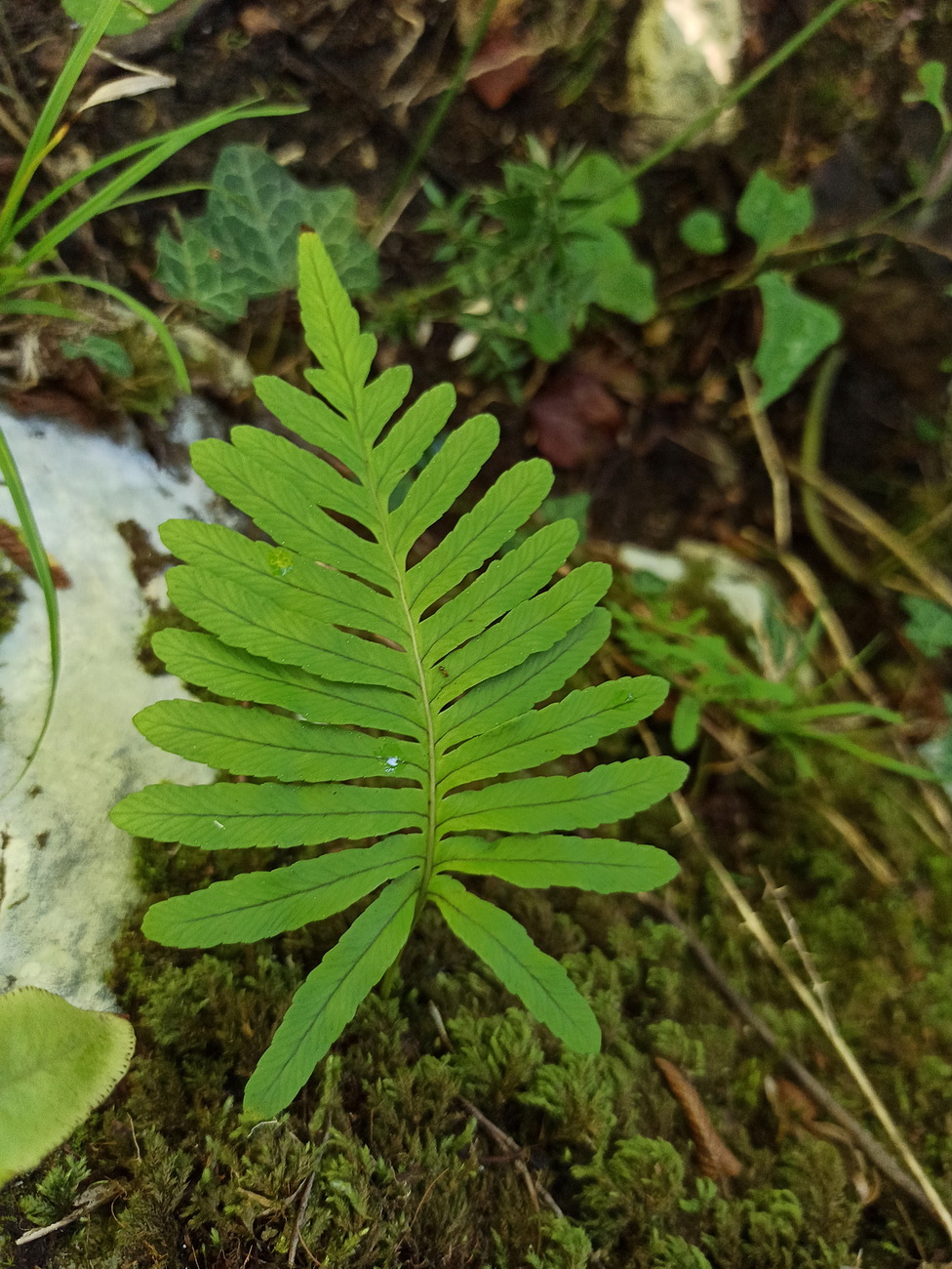 Image of genus Polypodium specimen.