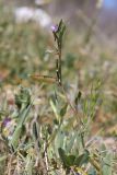 View full-size image Vicia lathyroides