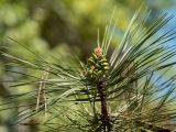 View full-size image Pinus eldarica